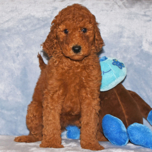 Goldendoodle Puppy Gidget