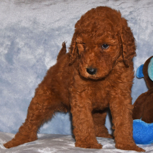 Goldendoodle Puppy Gidget