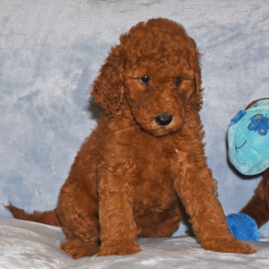 Goldendoodle Puppy Gidget