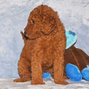 Goldendoodle Puppy Gidget