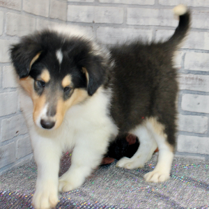Collie Puppy Jax