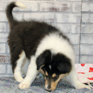 Collie Puppy Jax