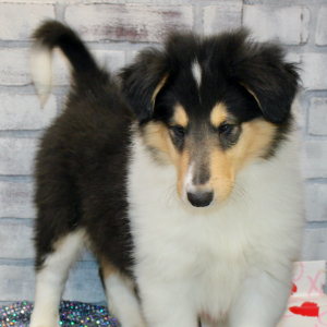 Collie Puppy Jax