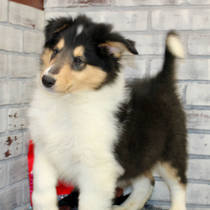 Collie Puppy Jax