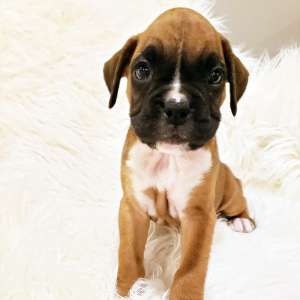 Boxer Puppy Millie