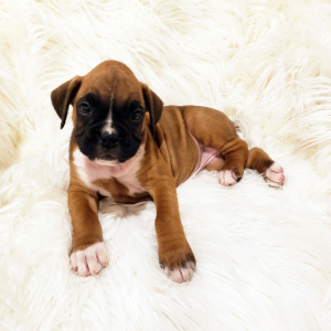 Boxer Puppy Millie