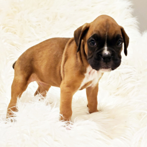Boxer Puppy Millie