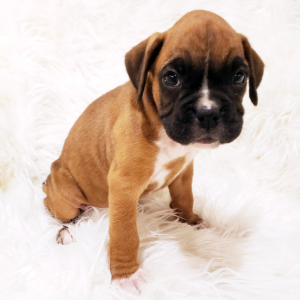 Boxer Puppy Millie
