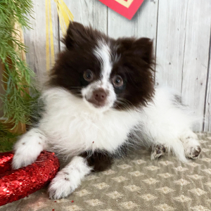 Pomeranian Puppy Chloe