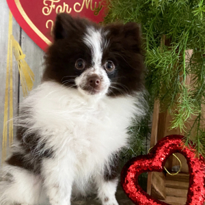Pomeranian Puppy Chloe