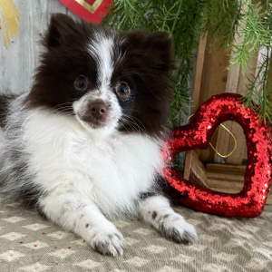 Pomeranian Puppy Chloe