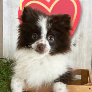 Pomeranian Puppy Chloe