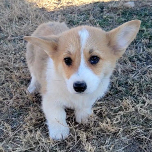 Pembroke Welsh Corgi Puppy Toby