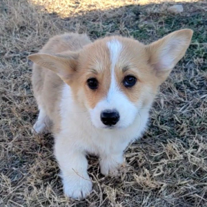 Pembroke Welsh Corgi Puppy Toby