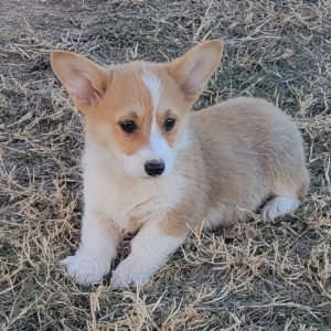Pembroke Welsh Corgi Puppy Toby