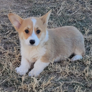 Pembroke Welsh Corgi Puppy Toby