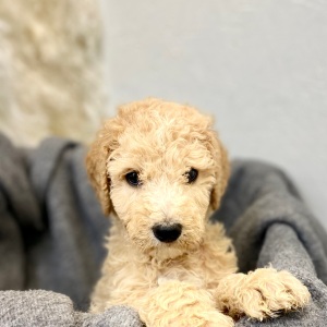 Poodle Puppy Rexford