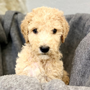 Poodle Puppy Rexford