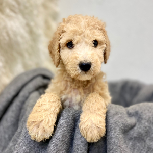 Poodle Puppy Rexford