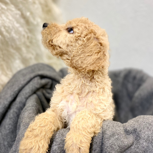 Poodle Puppy Rexford