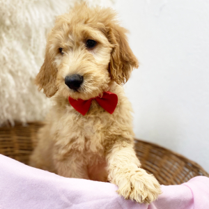 Goldendoodle Puppy Knight