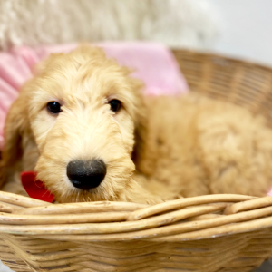 Goldendoodle Puppy Knight