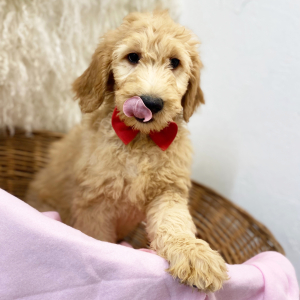 Goldendoodle Puppy Knight