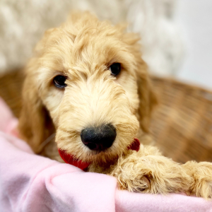 Goldendoodle Puppy Knight