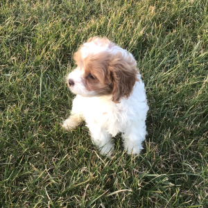 Cavapoo Puppy Grady