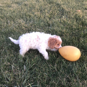 Cavapoo Puppy Grady