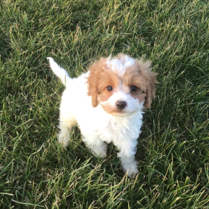 Cavapoo Puppy Grady