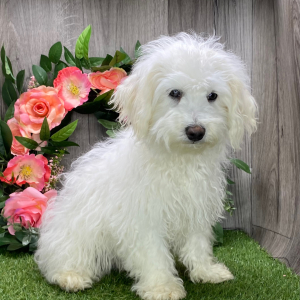 Havanese Puppy Ollie
