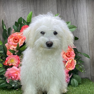 Havanese Puppy Ollie