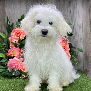 Havanese Puppy Ollie