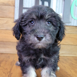 Schnoodle Puppy Maggie