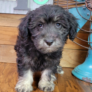 Schnoodle Puppy Maggie
