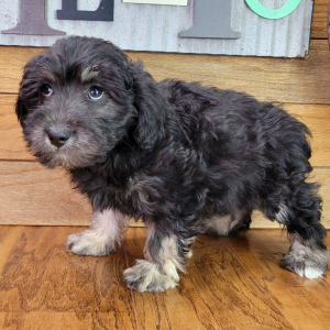 Schnoodle Puppy Maggie