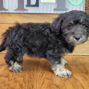 Schnoodle Puppy Maggie