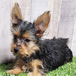 Yorkshire Terrier Puppy Sugar