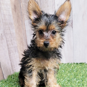 Yorkshire Terrier Puppy Sugar