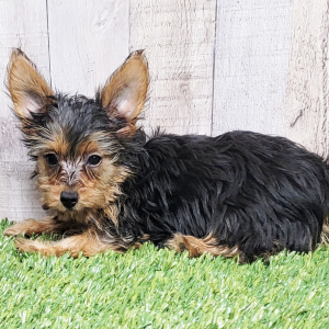 Yorkshire Terrier Puppy Sugar