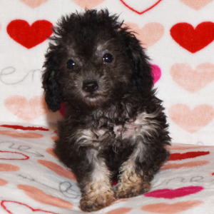 Poodle Puppy Delilah