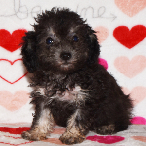 Poodle Puppy Delilah