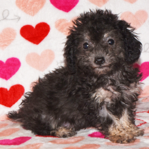 Poodle Puppy Delilah