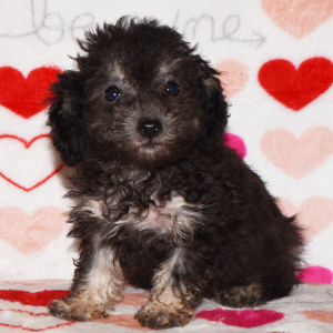 Poodle Puppy Delilah