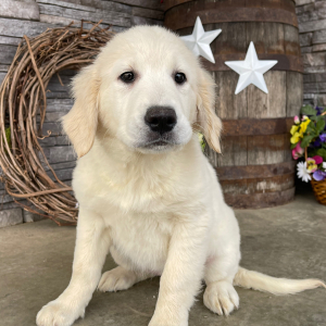 Golden Retriever Puppy Dona