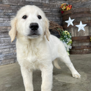 Golden Retriever Puppy Dona