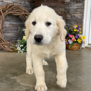 Golden Retriever Puppy Dona