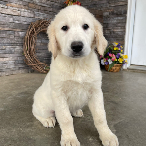 Golden Retriever Puppy Dona