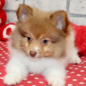 Pomeranian Puppy Lou